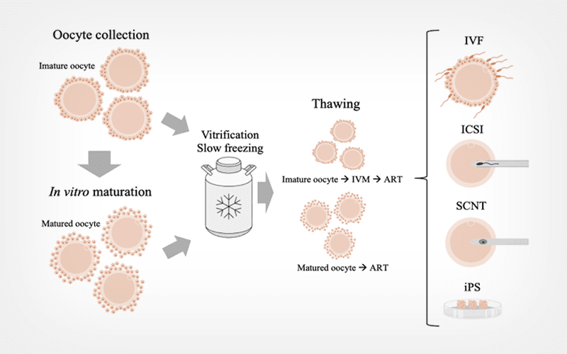 Steps and applications of oocyte cryopreservation techniques in wild mammal species